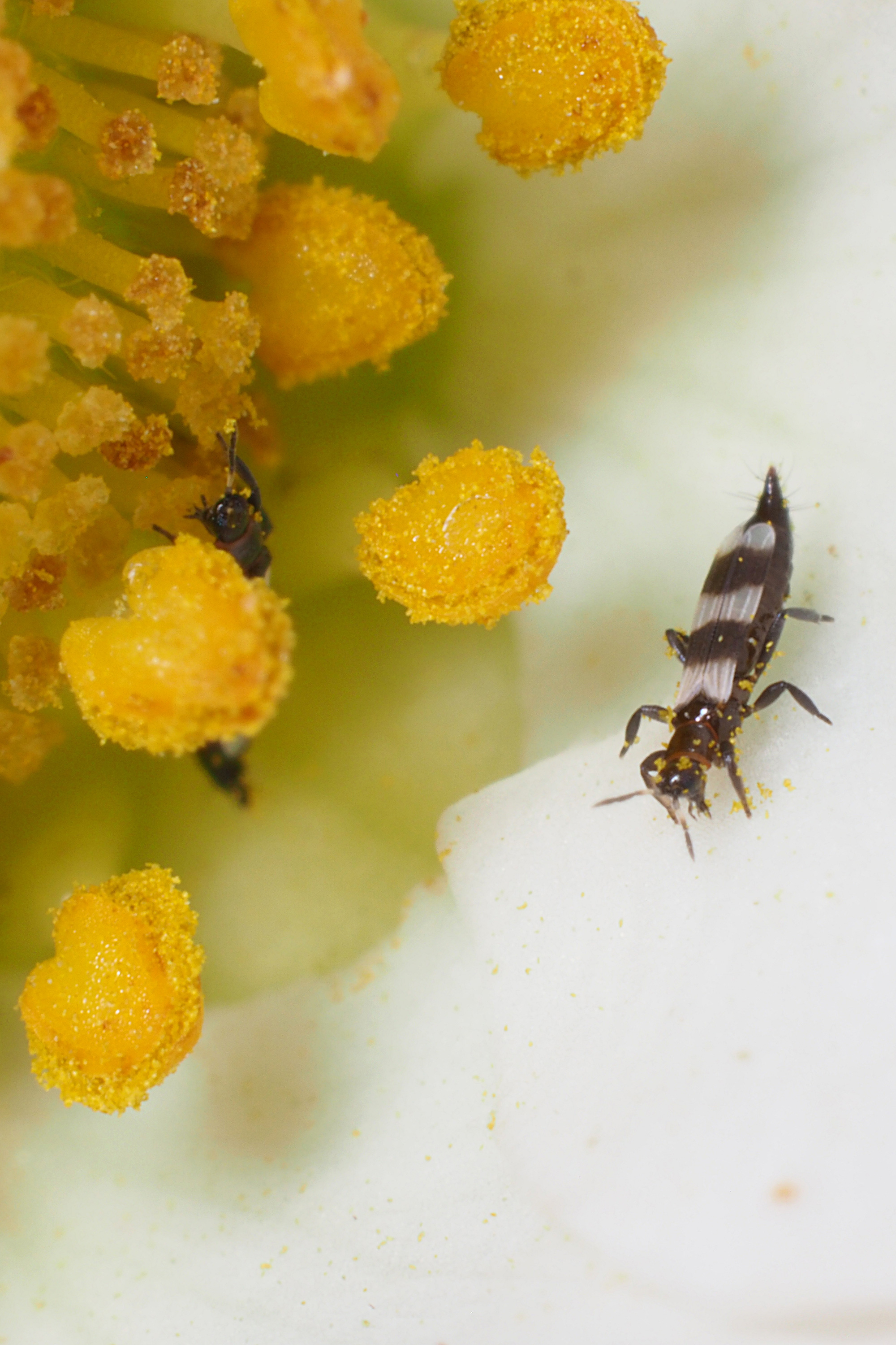 Thrips – one of most feared and widespread sap-sucking pests