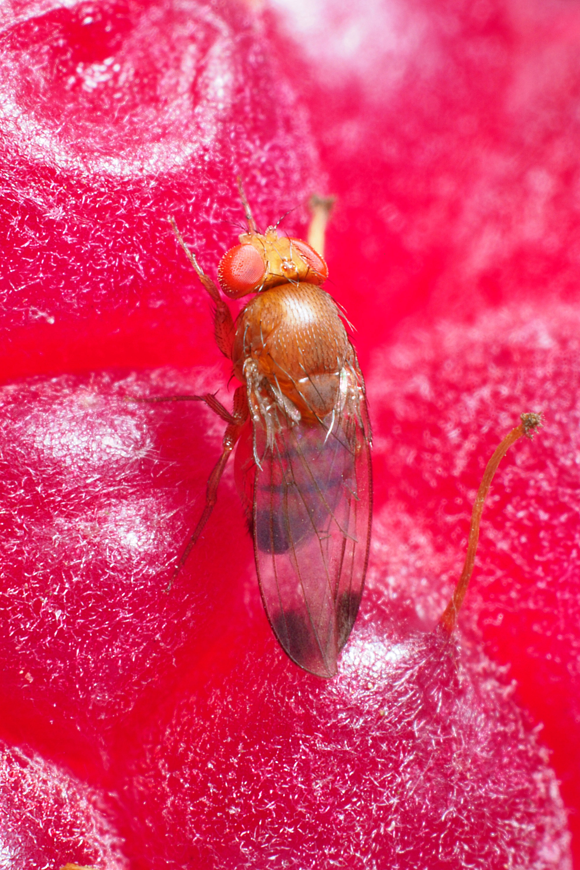 Spotted Wing Drosophila Swd Serious Threat To Healthy Soft And Orchard Fruits Biobest 0758